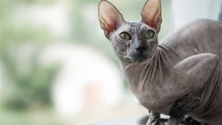 图片 🌟阿拉斯加幼犬走路不稳怎么办？3步解决幼犬期不稳问题🐾2.jpg