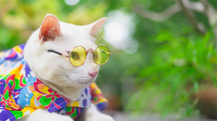 图片 🌟阿拉斯加犬怀孕初期全攻略｜科学护理+注意事项+孕期健康指南🐾1.jpg