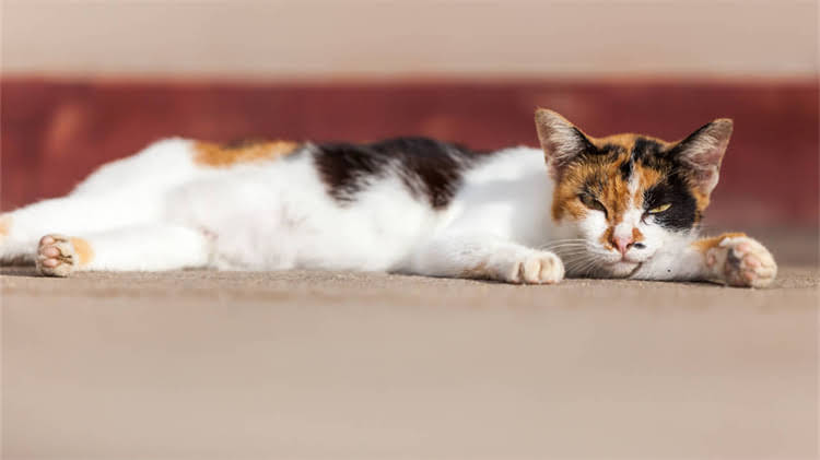 图片 🌟龙猫窝布置全攻略｜木屑选择+DIY窝窝教程｜新手必看龙猫健康指南2.jpg