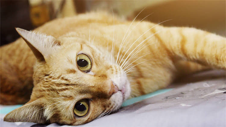 图片 🌱阿拉斯加灰桃品种全｜种植指南与高价值特征大公开🌱.jpg