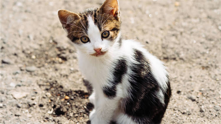 图片 🌱阿拉斯加灰桃品种全｜种植指南与高价值特征大公开🌱1.jpg