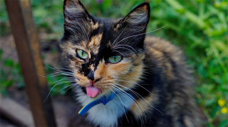 图片 🌱阿拉斯加灰桃品种全｜种植指南与高价值特征大公开🌱2.jpg