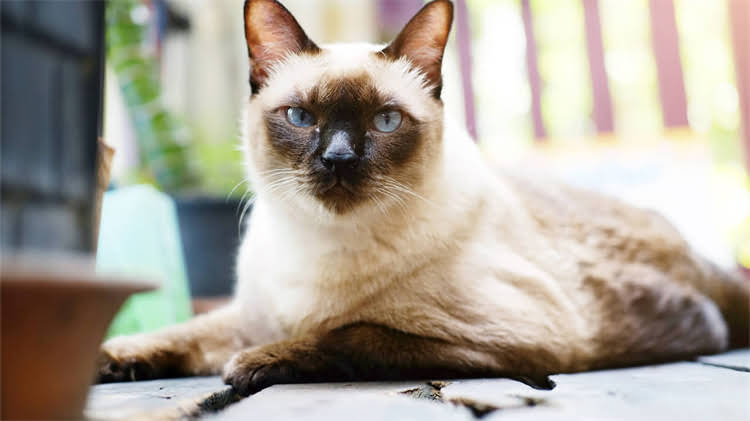 图片 🌿植物界的小犬子吉娃娃！药用功效大～（附安全使用指南）.jpg