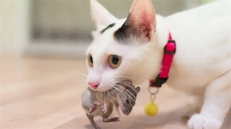 图片 🌿植物界的小犬子吉娃娃！药用功效大～（附安全使用指南）2.jpg