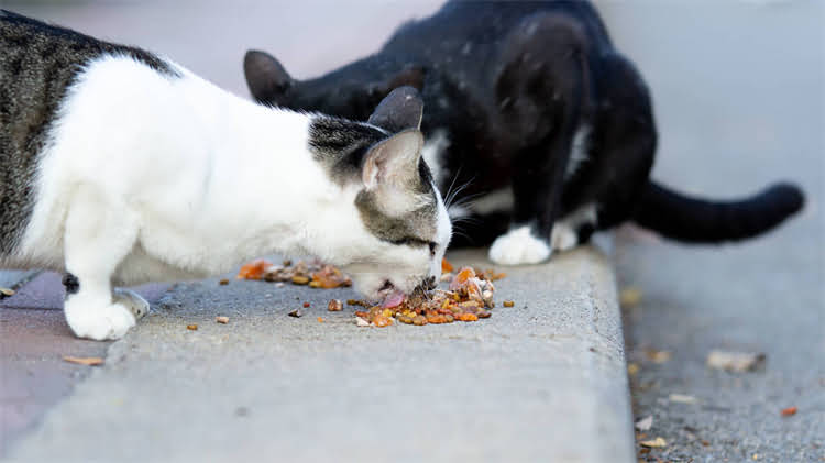 图片 🌿龙猫吃草的块状食物怎么选？5个关键点科学喂养指南！.jpg