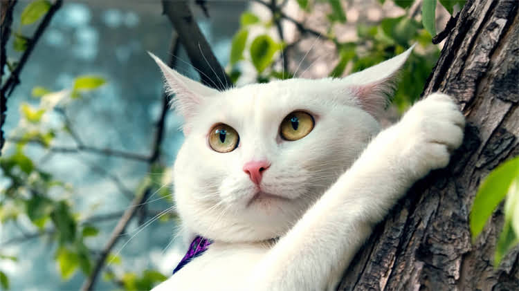 图片 🌿龙猫吃草的块状食物怎么选？5个关键点科学喂养指南！2.jpg