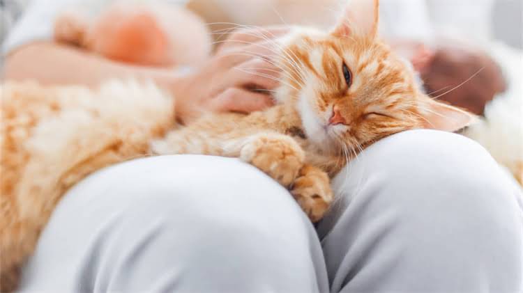 图片 🎬必看！宫崎骏龙猫优缺点深度：童年回忆VS现实意义.jpg