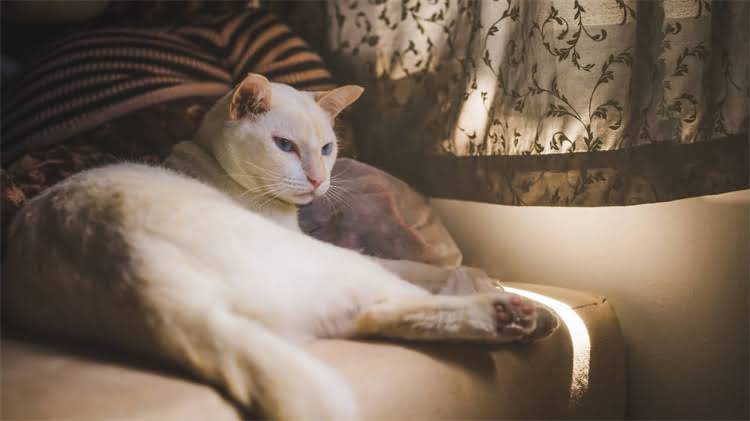 图片 🎬必看！宫崎骏龙猫优缺点深度：童年回忆VS现实意义2.jpg