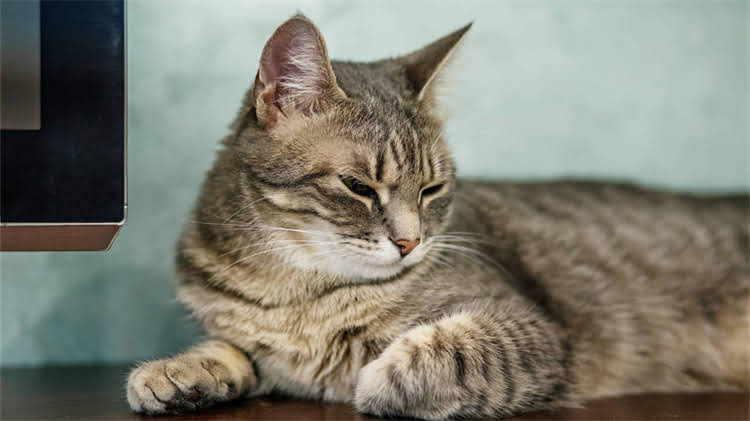 图片 🐈✨猫咪饮食新趋势不喂猫粮也能养出健康猫！这8种天然食物让TA狂喜🍖.jpg