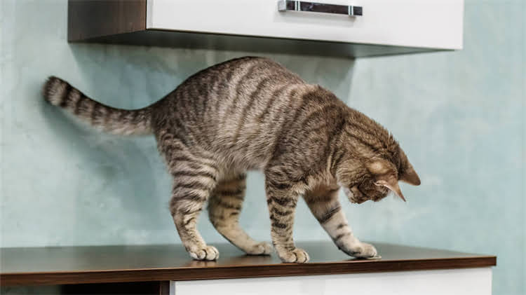 图片 🐈✨猫咪饮食新趋势不喂猫粮也能养出健康猫！这8种天然食物让TA狂喜🍖1.jpg