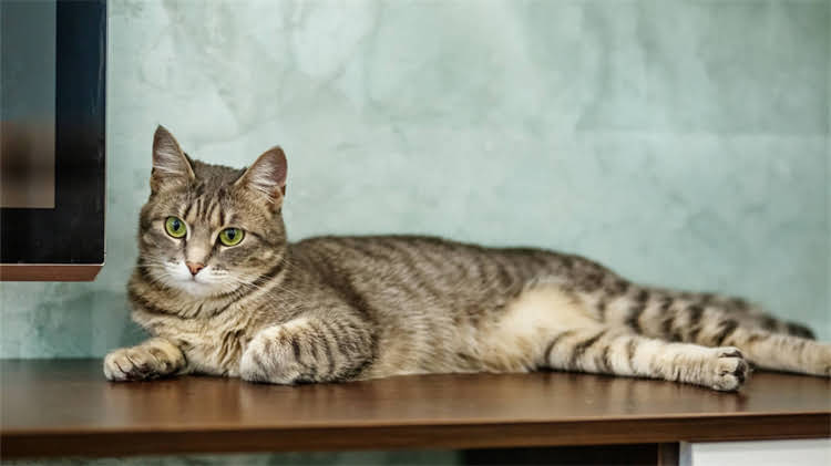 图片 🐈✨猫咪饮食新趋势不喂猫粮也能养出健康猫！这8种天然食物让TA狂喜🍖2.jpg