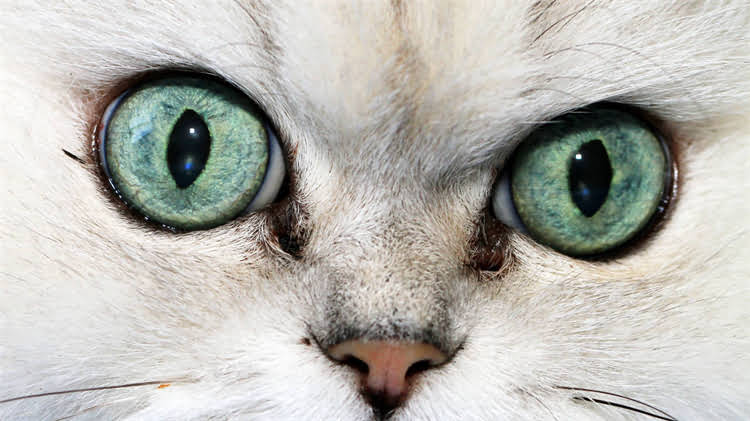 图片 🐱小猫疫苗全攻略｜0-1岁幼猫必看疫苗时间表+避坑指南（附疫苗清单）.jpg