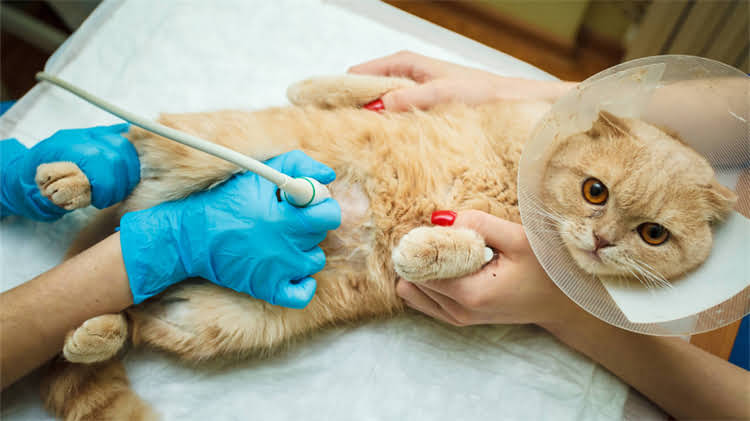 图片 🐱小猫疫苗全攻略｜0-1岁幼猫必看疫苗时间表+避坑指南（附疫苗清单）1.jpg