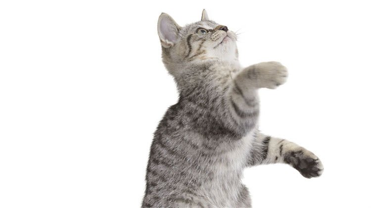 图片 🐱小猫疫苗全攻略｜0-1岁幼猫必看疫苗时间表+避坑指南（附疫苗清单）2.jpg