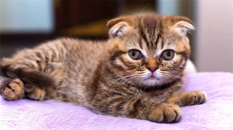 图片 🐱小猫进口疫苗全流程攻略｜费用清单+避坑指南（附疫苗类型对比）.jpg