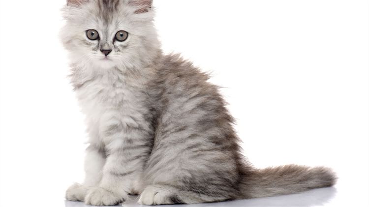 图片 🐱新手养猫必看！10大必备用品+避坑指南（附真实血泪经验）2.jpg