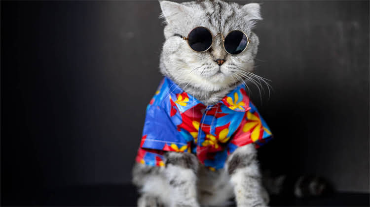 图片 🐱猫咪吃完罐头后兴奋到原地转圈？资深铲屎官背后的科学原因和应对技巧｜养猫知识大全.jpg