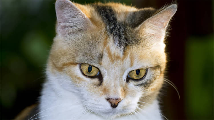 图片 🐱猫咪吃完罐头后兴奋到原地转圈？资深铲屎官背后的科学原因和应对技巧｜养猫知识大全1.jpg