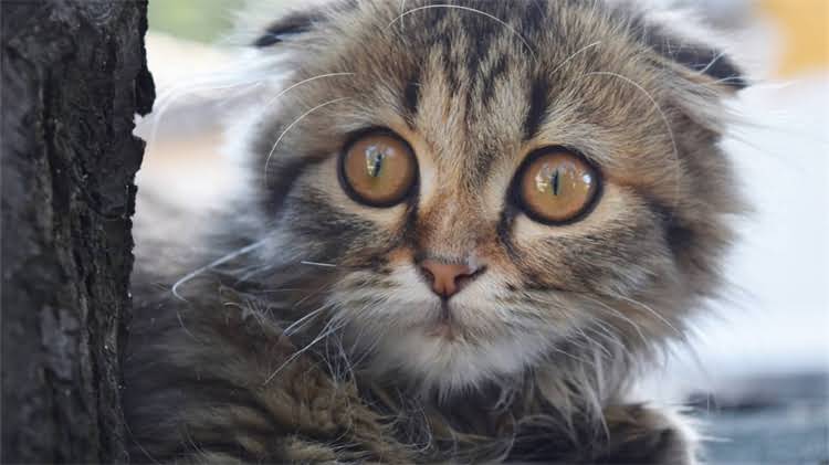 图片 🐱猫咪洗澡后不吃东西？这5大原因+独家护理攻略，新手必看！.jpg