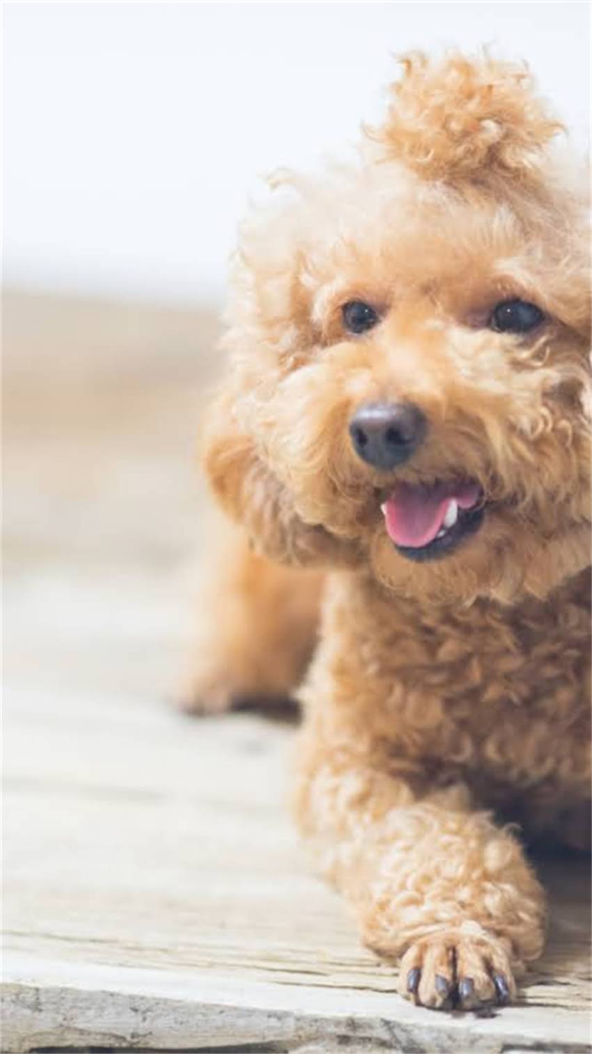 图片 🐱猫咪洗澡后不吃东西？这5大原因+独家护理攻略，新手必看！1.jpg