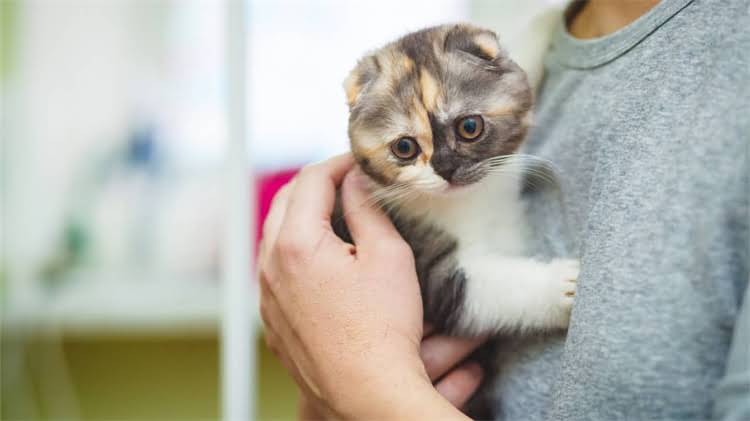 图片 🐱猫咪洗澡后不吃东西？这5大原因+独家护理攻略，新手必看！2.jpg