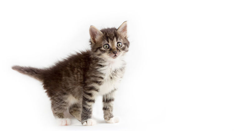 图片 🐱猫咪能吃阿莫西林吗？全攻略来了！医生猫咪用药避坑指南.jpg
