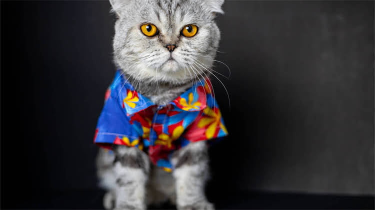 图片 🐱猫咪能吃阿莫西林吗？全攻略来了！医生猫咪用药避坑指南1.jpg