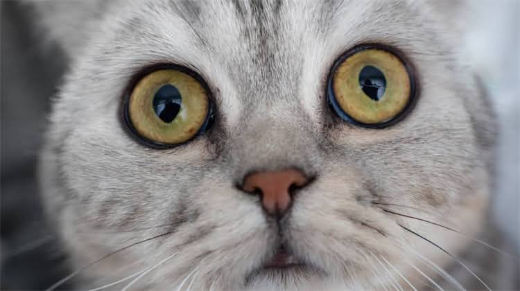 图片 🐱猫咪能吃阿莫西林吗？全攻略来了！医生猫咪用药避坑指南2.jpg
