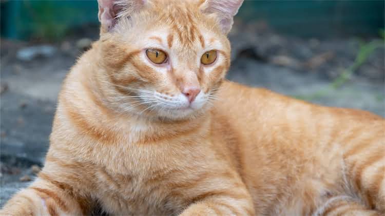 图片 🐾2-3月龄小猫科学喂养指南：营养配方+禁忌清单+喂养技巧全.jpg