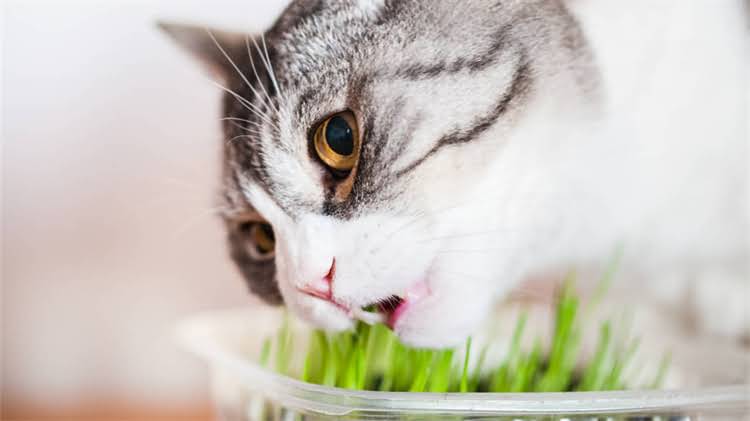 图片 🐾2-3月龄小猫科学喂养指南：营养配方+禁忌清单+喂养技巧全1.jpg