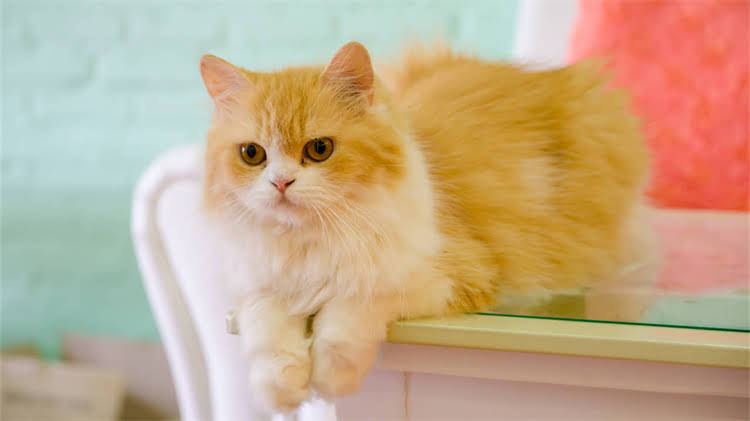 图片 🐾2-3月龄小猫科学喂养指南：营养配方+禁忌清单+喂养技巧全2.jpg