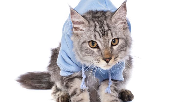 图片 🐾3个月大吉娃娃喂养全攻略：科学饮食+营养搭配表，新手必看！1.jpg