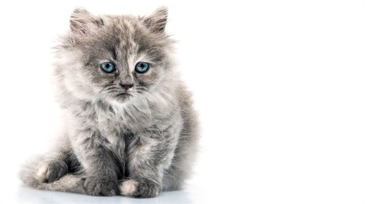 图片 🐾3周养成不拴绳也听话的金毛！新手必看训练全攻略1.jpg