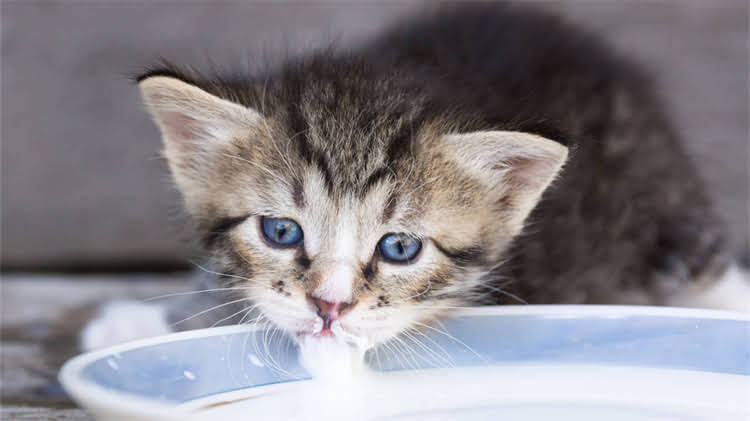 图片 🐾3周养成不拴绳也听话的金毛！新手必看训练全攻略2.jpg