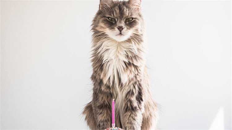 图片 🐾50岁退休阿姨亲测！拉布拉多到底是不是老人专属宠物？🐾.jpg