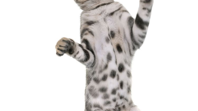 图片 🐾50岁退休阿姨亲测！拉布拉多到底是不是老人专属宠物？🐾1.jpg