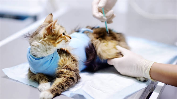 图片 🐾50岁退休阿姨亲测！拉布拉多到底是不是老人专属宠物？🐾2.jpg