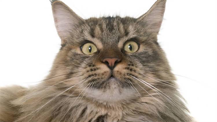 图片 🐾90斤的巨型拉布拉多养护全攻略！科学喂养+健康训练+疾病预防.jpg