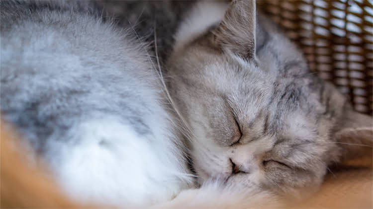 图片 🐾一个月大的小猫能吃猫粮吗？幼猫喂养全攻略（附正确喂养时间表）2.jpg