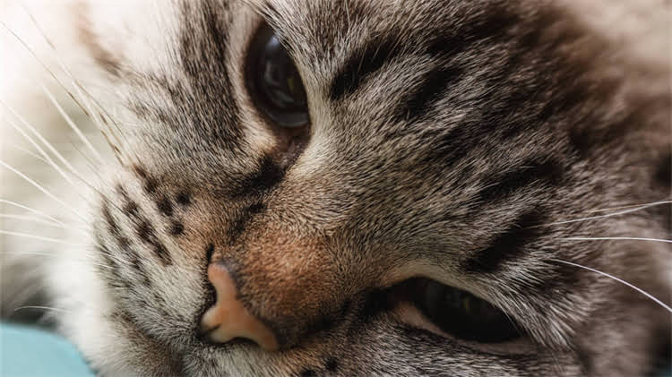 图片 🐾一个月大的幼犬能不能吃猫粮？新手养狗必看喂养指南！.jpg
