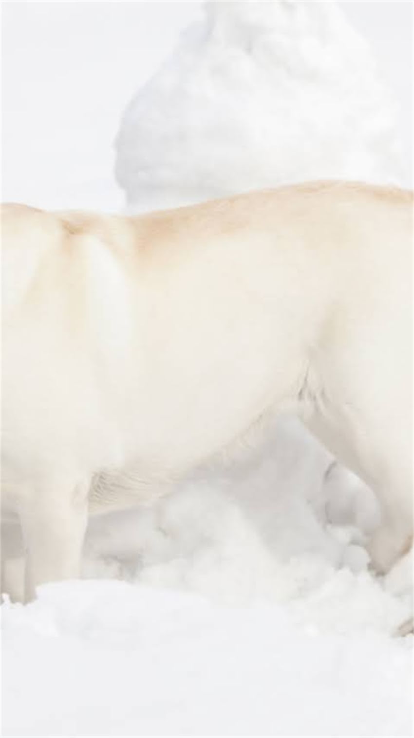 图片 🐾一个月大的幼犬能不能吃猫粮？新手养狗必看喂养指南！1.jpg