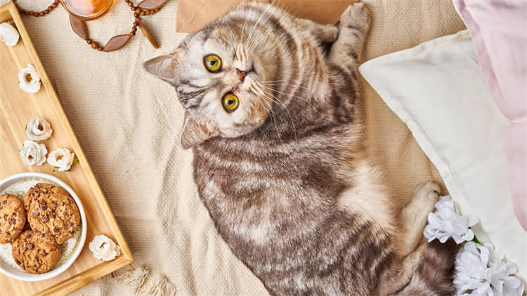 图片 🐾一个月大的幼犬能不能吃猫粮？新手养狗必看喂养指南！2.jpg