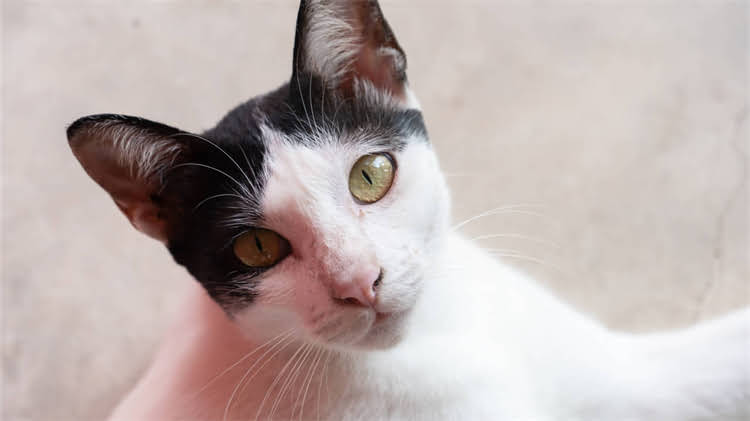 图片 🐾中国藏獒界顶流！纯种藏獒饲养全攻略（附价格优缺点选购指南）.jpg