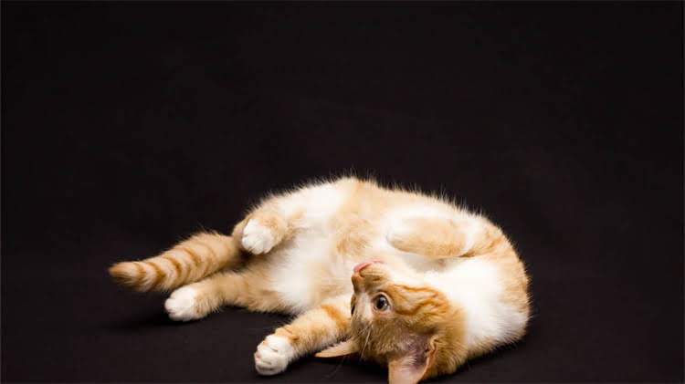 图片 🐾中国藏獒界顶流！纯种藏獒饲养全攻略（附价格优缺点选购指南）1.jpg