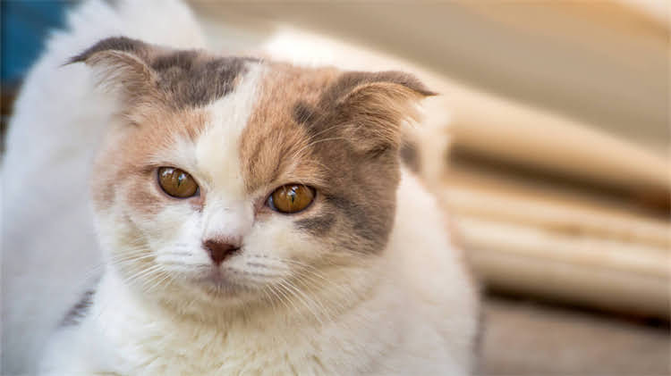 图片 🐾全网爆火的8款猫粮测评！科学配方+真实测评，铲屎官必看！.jpg