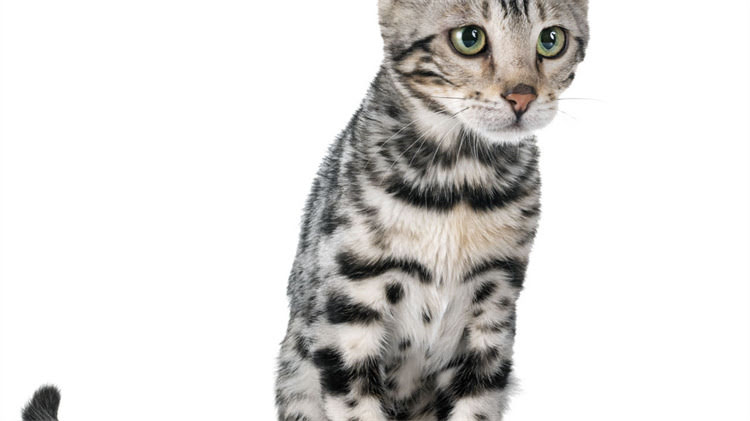 图片 🐾全网爆火的8款猫粮测评！科学配方+真实测评，铲屎官必看！1.jpg