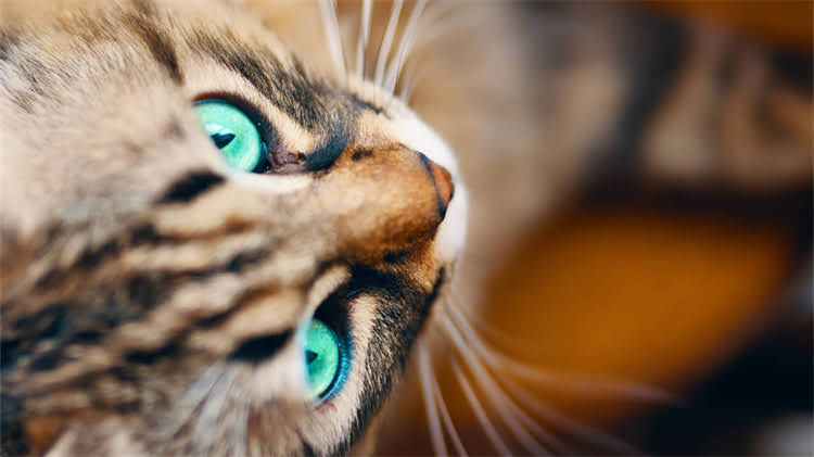 图片 🐾全网爆火的8款猫粮测评！科学配方+真实测评，铲屎官必看！2.jpg