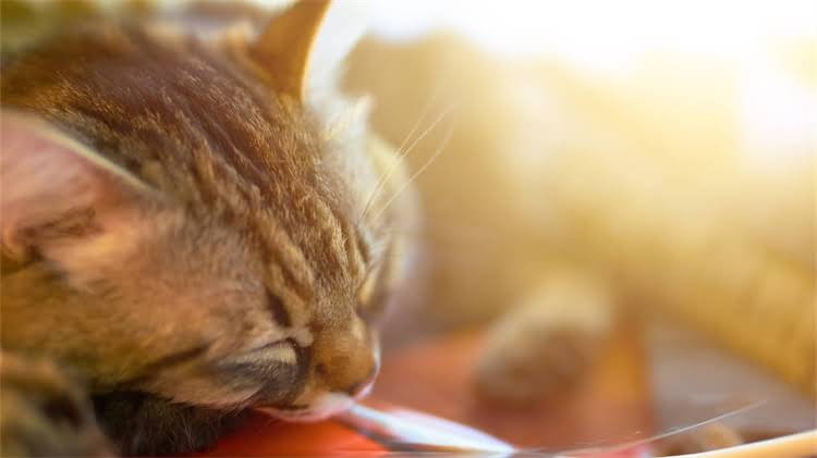 图片 🐾养宠人必看！狂犬疫苗全攻略｜打针前必读的5大避坑指南✨.jpg