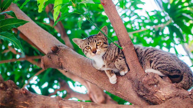 图片 🐾刚生下来的小奶猫到底该怎么养？新手妈妈必看全攻略（附24小时护理指南）.jpg