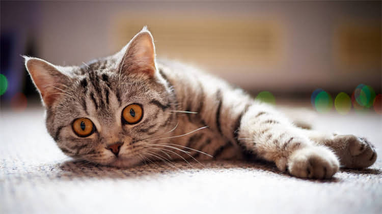 图片 🐾博美犬为什么总爱拆家？全网最全养护指南（附训练秘籍）1.jpg